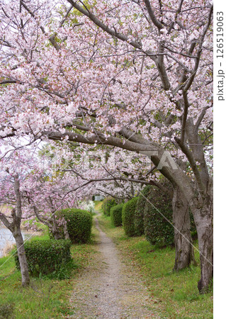 多布施川沿いの桜 多布施川沿いの桜 126519063