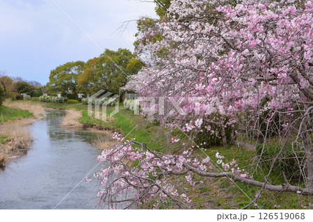 多布施川沿いの桜 多布施川沿いの桜 126519068
