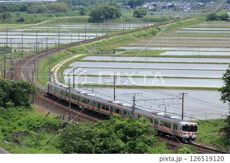 初夏の東海道本線を走る313系列車 126519120