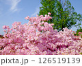 ピンクのつつじと青空 126519139