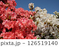 紅白のつつじ 126519140