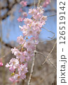 可愛く咲き誇る枝垂れ桜の手 126519142