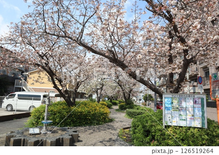 桜の季節の新田緑道（横浜市港北区） 126519264