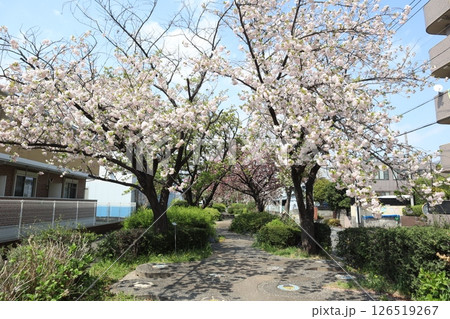 桜の季節の新田緑道(横浜市港北区) 桜の季節の新田緑道(横浜市港北区) 126519267