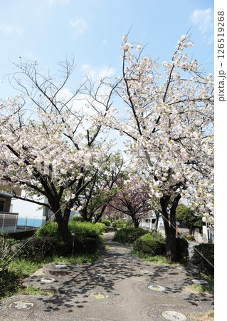 桜の季節の新田緑道（横浜市港北区） 126519268