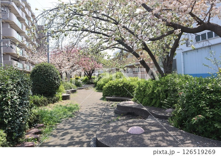 桜の季節の新田緑道(横浜市港北区) 桜の季節の新田緑道(横浜市港北区) 126519269