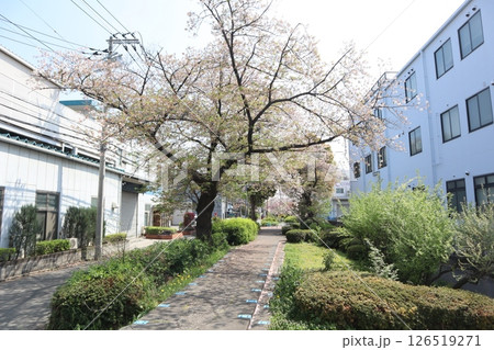 桜の季節の新田緑道(横浜市港北区) 桜の季節の新田緑道(横浜市港北区) 126519271