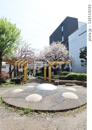 桜の季節の新田緑道(横浜市港北区) 桜の季節の新田緑道(横浜市港北区) 126519283