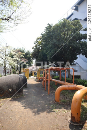 桜の季節の新田緑道（横浜市港北区） 126519286