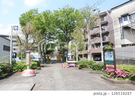 新緑の季節の新田緑道(横浜市港北区) 新緑の季節の新田緑道(横浜市港北区) 126519287