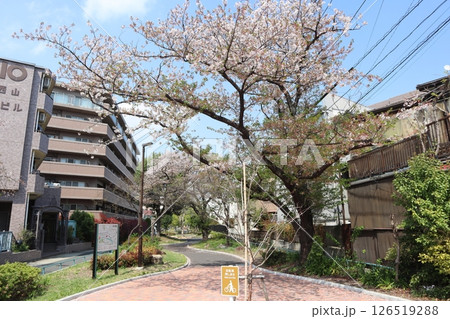 桜の季節の新田緑道(横浜市港北区) 桜の季節の新田緑道(横浜市港北区) 126519288