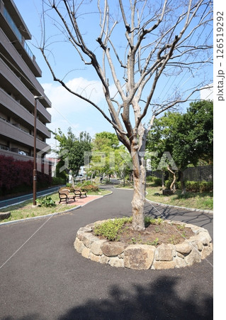 新緑の季節の新田緑道(横浜市港北区) 新緑の季節の新田緑道(横浜市港北区) 126519292