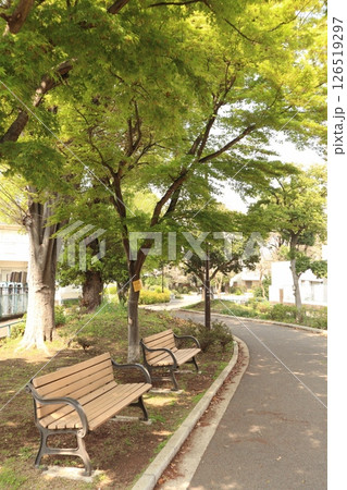 新緑の季節の新田緑道(横浜市港北区) 新緑の季節の新田緑道(横浜市港北区) 126519297