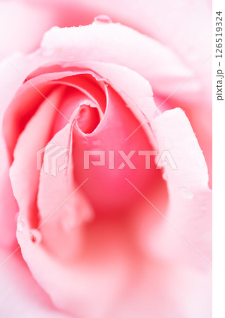 とろける花びらの調べ とろける花びらの調べ 126519324