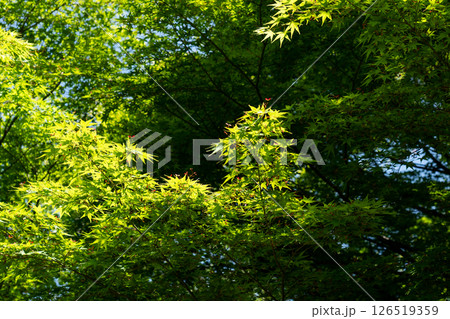 モミジの新緑と春の光 126519359