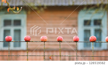 Six ripe red apples hanging on a rusty wire fence with a blurred wooden house in the background 126519382