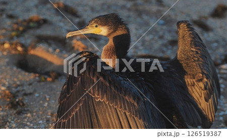 Great cormorant drying its wings on a beach in Crimea Great cormorant drying its wings on a beach in Crimea 126519387