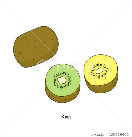 キウイフルーツの線画のイラスト 126519496