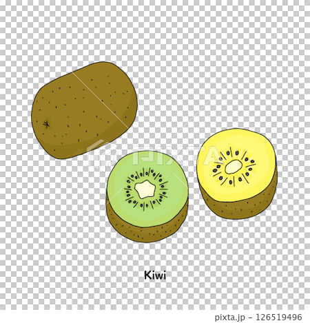 キウイフルーツの線画のイラスト 126519496