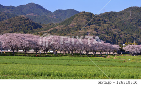 草場川の桜並木 草場川の桜並木 126519510