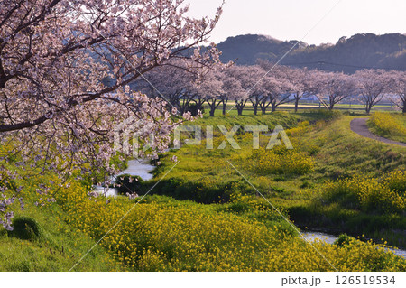 草場川の桜並木 126519534