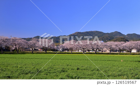 草場川の桜並木 草場川の桜並木 126519567