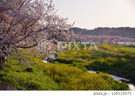 草場川の桜並木 126519571