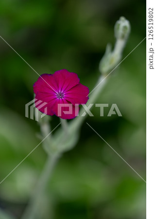 静けさに染まる濃紅の花 静けさに染まる濃紅の花 126519802