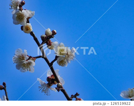 ウメの白い花、青空に 126519922