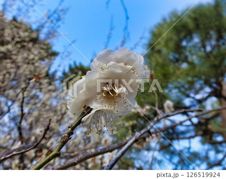 白く輝く、ウメの花 126519924