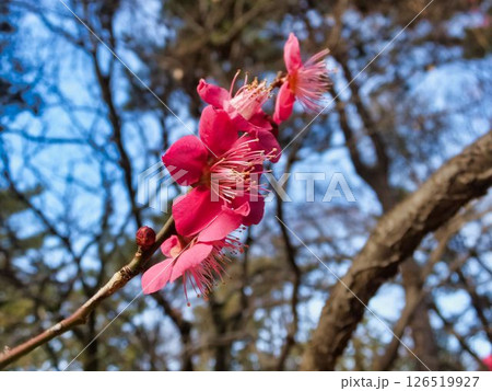 赤いウメの花 赤いウメの花 126519927