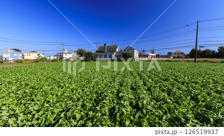 快晴の青空をバックにキャベツ畑が咲いている風景を撮影 126519937