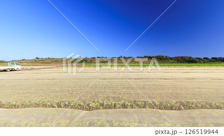 快晴の青空をバックにキャベツ畑が咲いている風景を撮影 126519944
