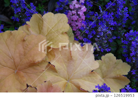 庭イメージ　アジュガ・チョコレートチップとヒューケラ 126519953