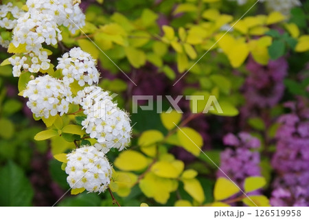 コデマリ・ゴールドファウンテン 126519958