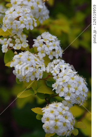 コデマリ・ゴールドファウンテン 126519959