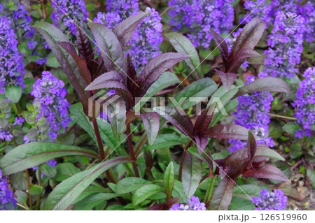 ペンステモン・ハスカーレッドの新芽とアジュガの花 126519960