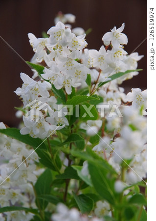 ヒメウツギ ヒメウツギ 126519974