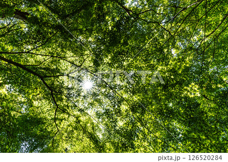モミジの新緑を透けてくる春の光 モミジの新緑を透けてくる春の光 126520284