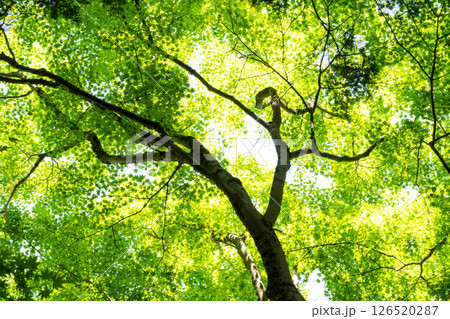 モミジの新緑を透けてくる春の光 モミジの新緑を透けてくる春の光 126520287