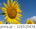 青空に向かって咲くひまわりとミツバチ 126520438