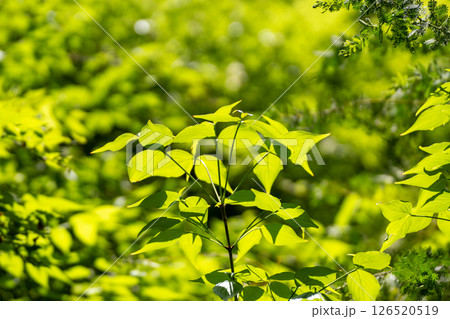 広葉樹の新緑とひり注ぐ春の光 126520519