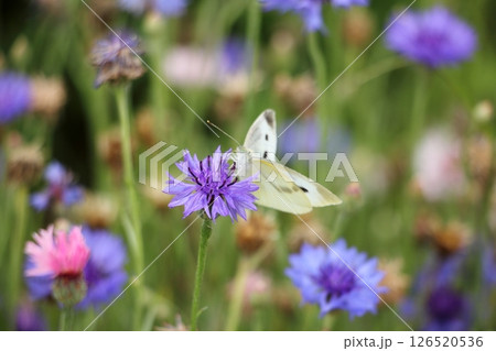 花にとまるモンシロチョウ 126520536