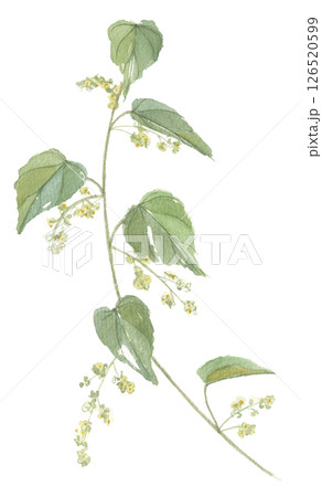 水彩で描いたオオツヅラフジ　 126520599