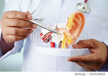 Asian doctor holding human ear model to learn and treat hearing loss in patient. 126520662