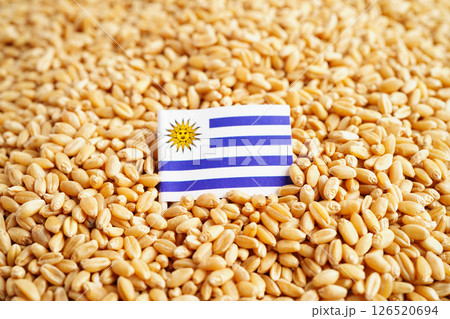 Uruguay flag on grain wheat, trade export and economy. 126520694