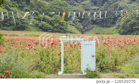 くりはま花の国のポピー 126520770