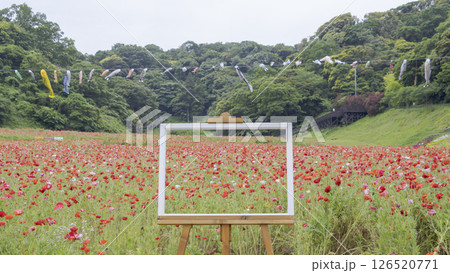 くりはま花の国のポピー くりはま花の国のポピー 126520771