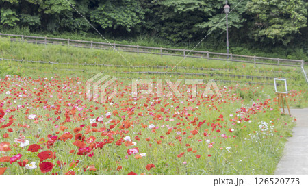 くりはま花の国のポピー くりはま花の国のポピー 126520773
