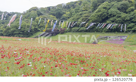 くりはま花の国のポピー くりはま花の国のポピー 126520776